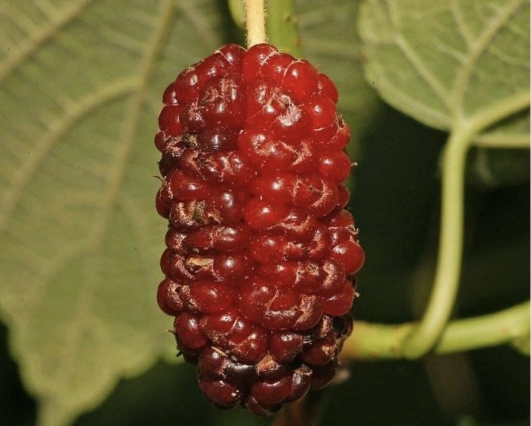24-36" Tall Red Mulberry (Morus rubra) Plant, Bare Root