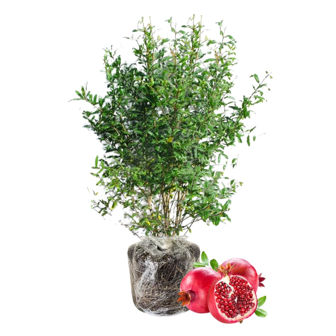 Sweet Pomegranate Tree Live Plant, Red Wonderful Pomegranate Tree Zone 8 to 11, Size 8 to 10 Inch Tall
