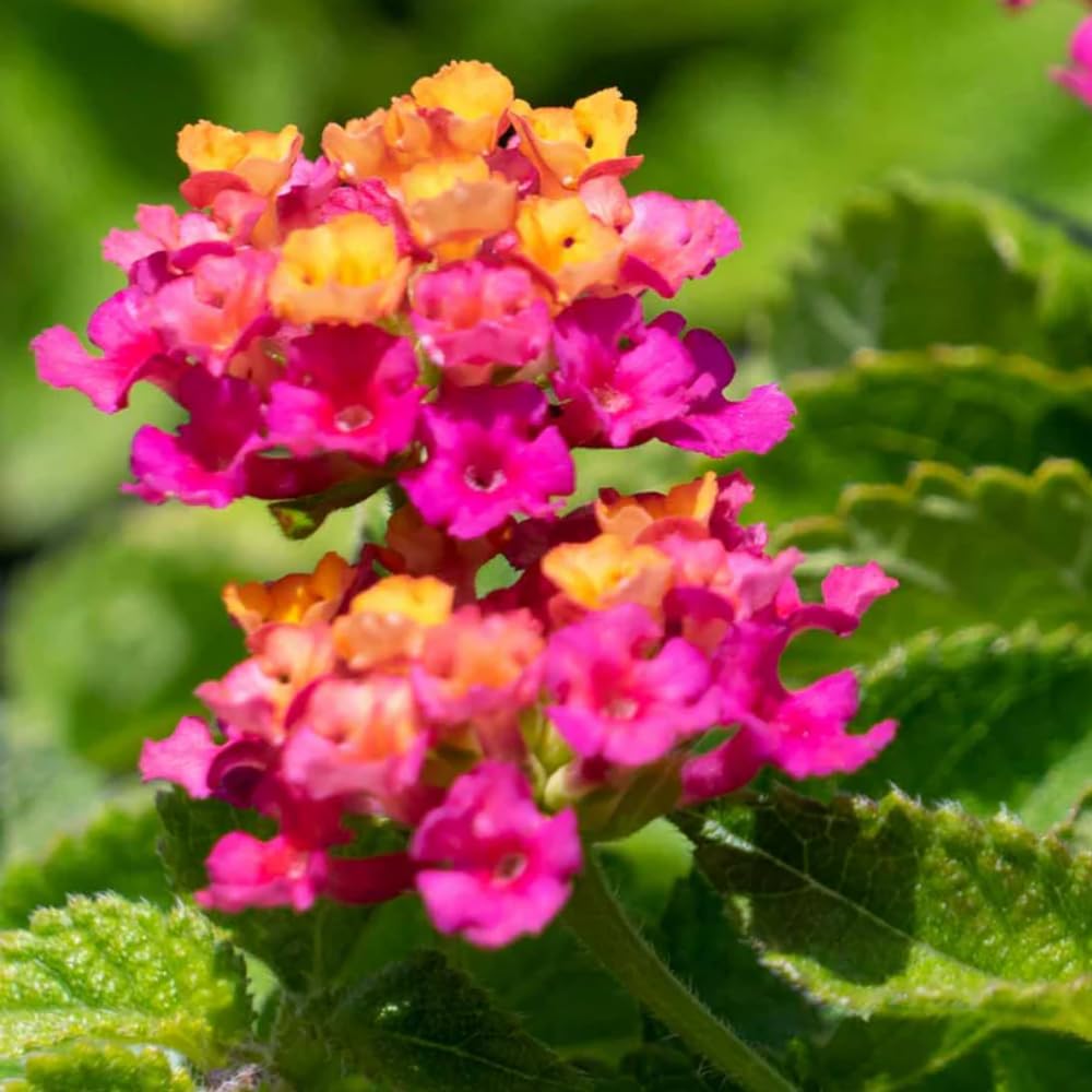 2 Lantana Plants Live, Lantanas Live Plants for Planting Indoor Outdoors, Perennial Flowers, 4-9 Inch Tall Well-Rooted (Pink Lantana)