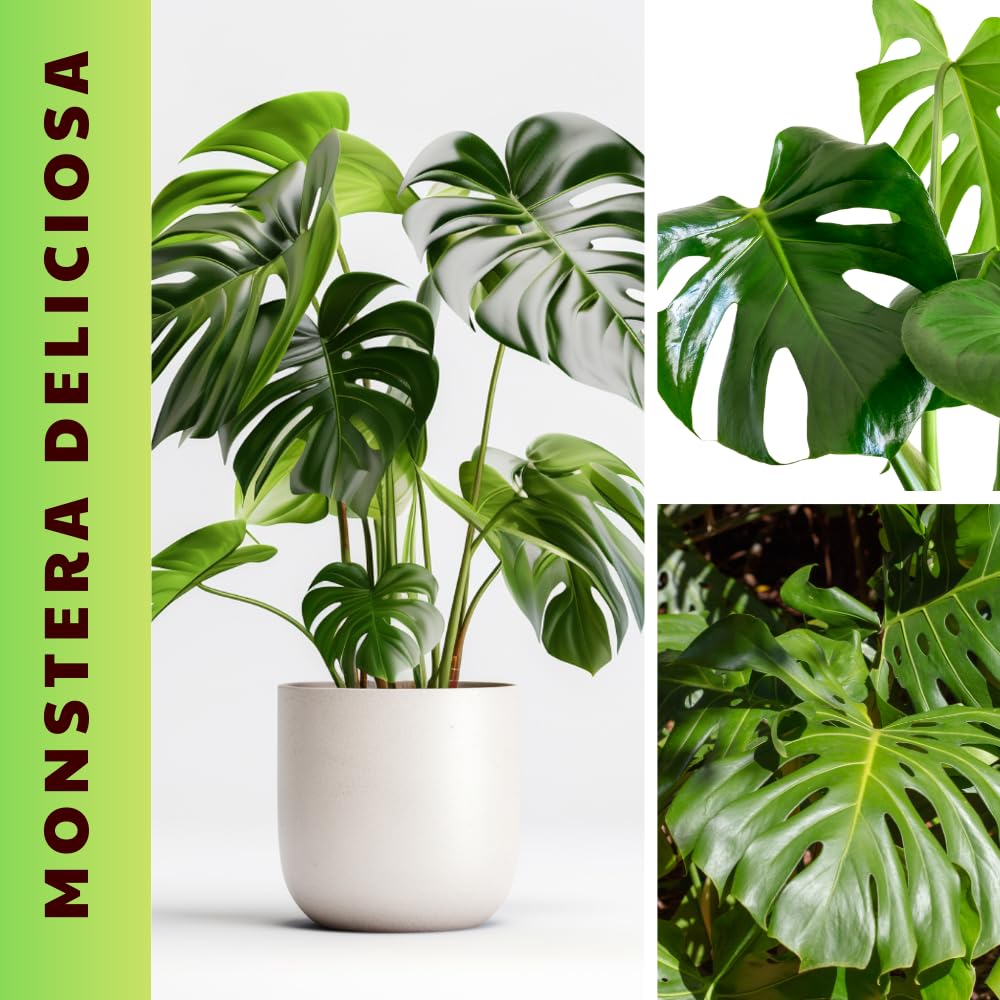 Monstera Plant Live, Starter Plant from 4-6 Inch Tall, Split Leaf Houseplant, Live Monstera Plants Indoor (Deliciosa)