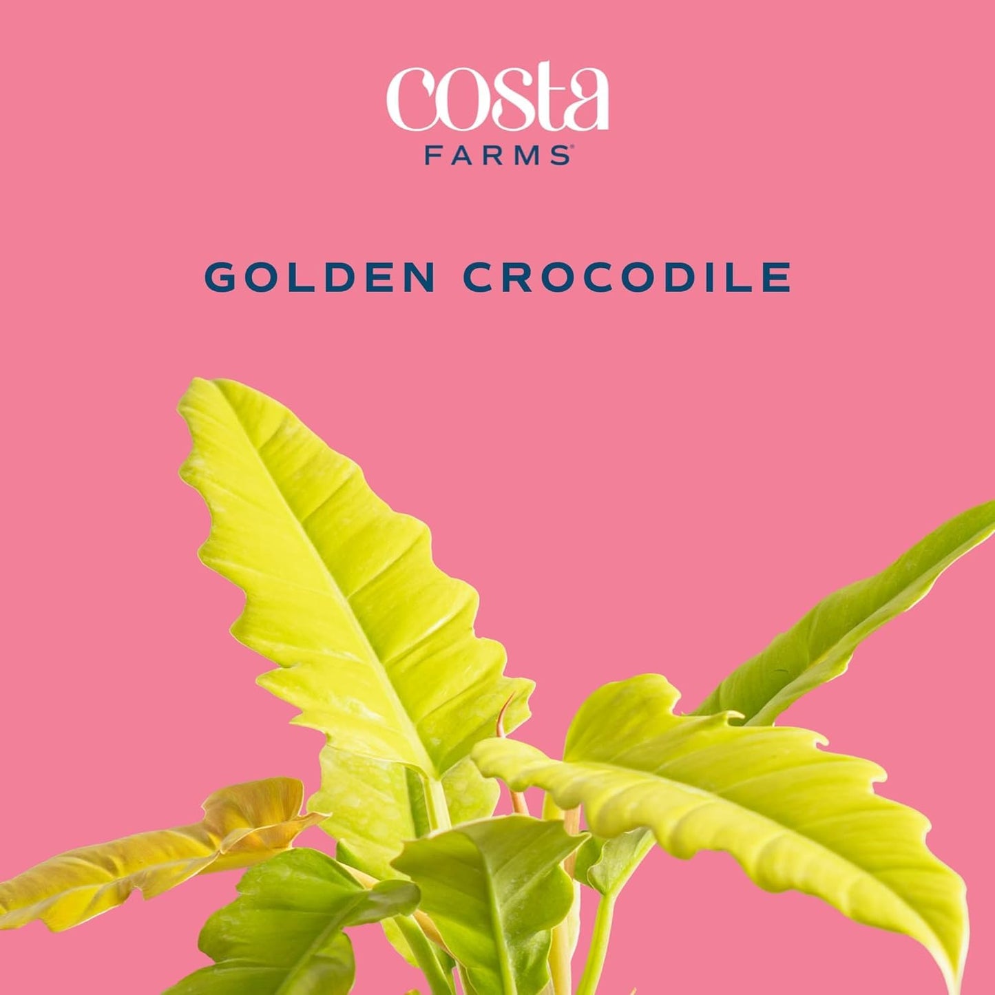 Costa Farms Philodendron Golden Crocodile Live Plant in Self Watering Pot, Air Purifying Indoor Houseplant, Home, Room, or Office Decor, House Warming or Birthday Gift, 12-18 Inches Tall
