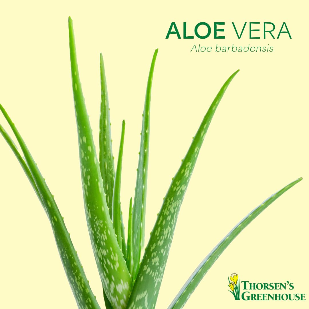 Thorsen's Greenhouse Aloe Vera, Live Indoor Plant, Aloe barbadensis, Easy to Grow, Succulent, Natural Air Purifier, 4" Diameter Pot (White)