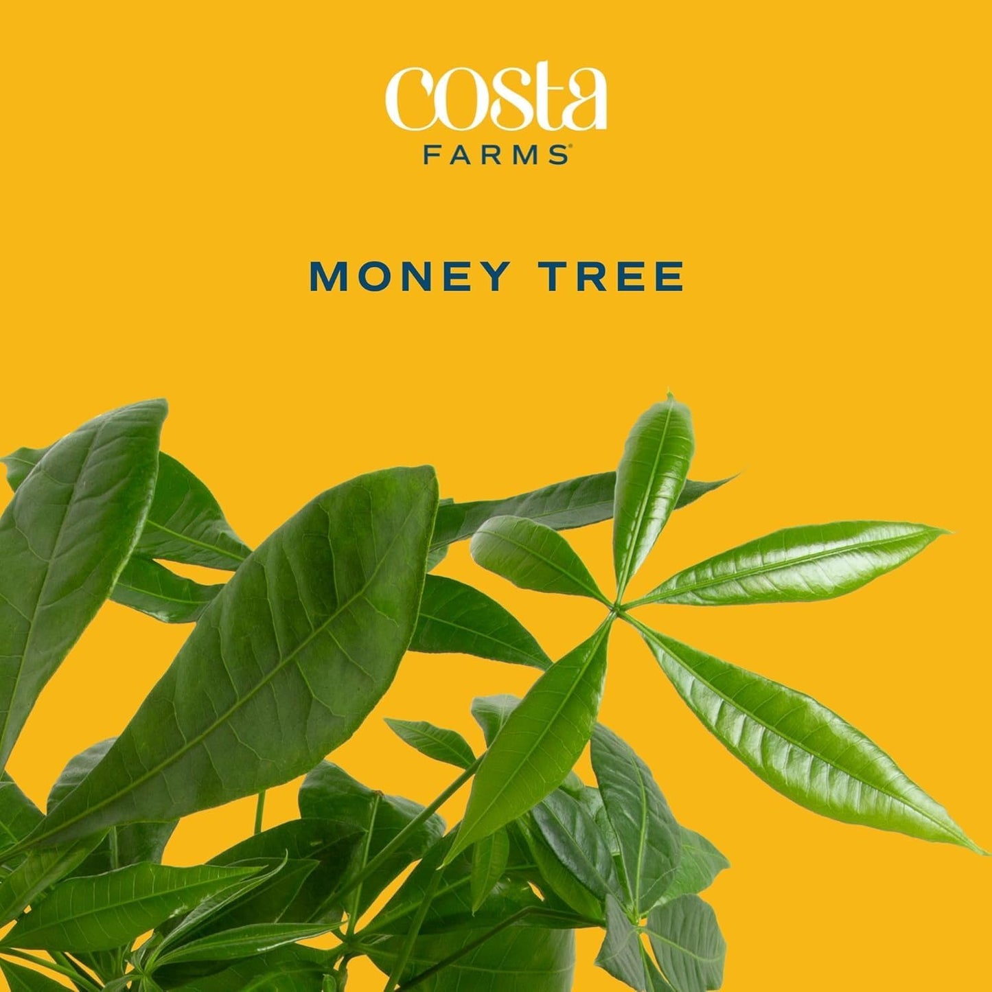 Costa Farms Live Money Tree (Pachira Aquatica), 3-4 Feet Tall, Large Indoor Plant with Braided Trunk, Easy Care Floor Plant in 10-Inch Decor Pot, Pet Friendly Housewarming Gift & Office Decor