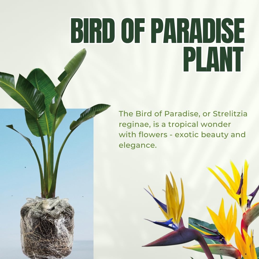 Bird of Paradise Plant - Live Tropical Ornamental Houseplant, Indoor and Outdoor Planting, Zones 9-11 (Yellow)