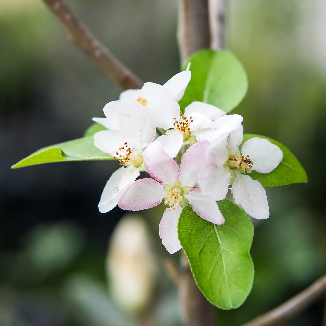 Perfect Plants Granny Smith Apple Tree 4-5ft Tall | Live Fruit Trees for Outdoor Planting | Fresh Apples for Eating, Canning, & Dehydrating | Sweet & Tasty Green Fruits Ripen in Fall