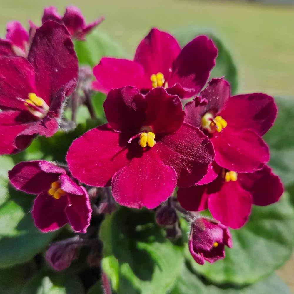 Red African Violets Live Plants House Plants in 4" Pot, Vibrant Blooms for Indoor Décor, Home or Office, Easy to Grow