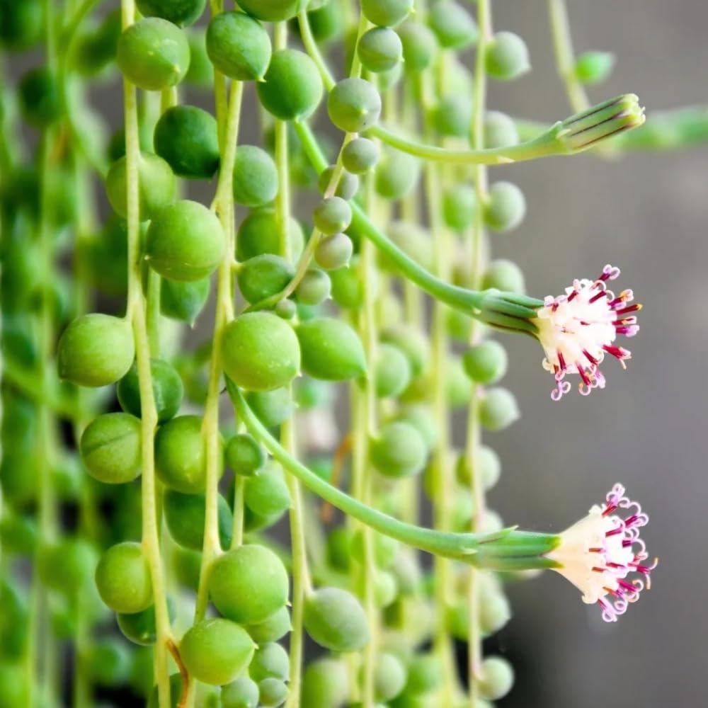 String of Pearls Plant Live in 2" Pot, Succulent Vine, Trailing Indoor Houseplant for Hanging Baskets (Green String of Pearls)