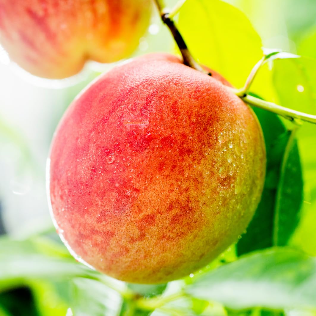 Grafted Yellow Red Peach Tree Live Plant, Well Rooted Peach Plant 1 Feet Tall for Planting Outdoor, Dormant, Ready to Bear Fruit Within 1-2 Years, No Pot