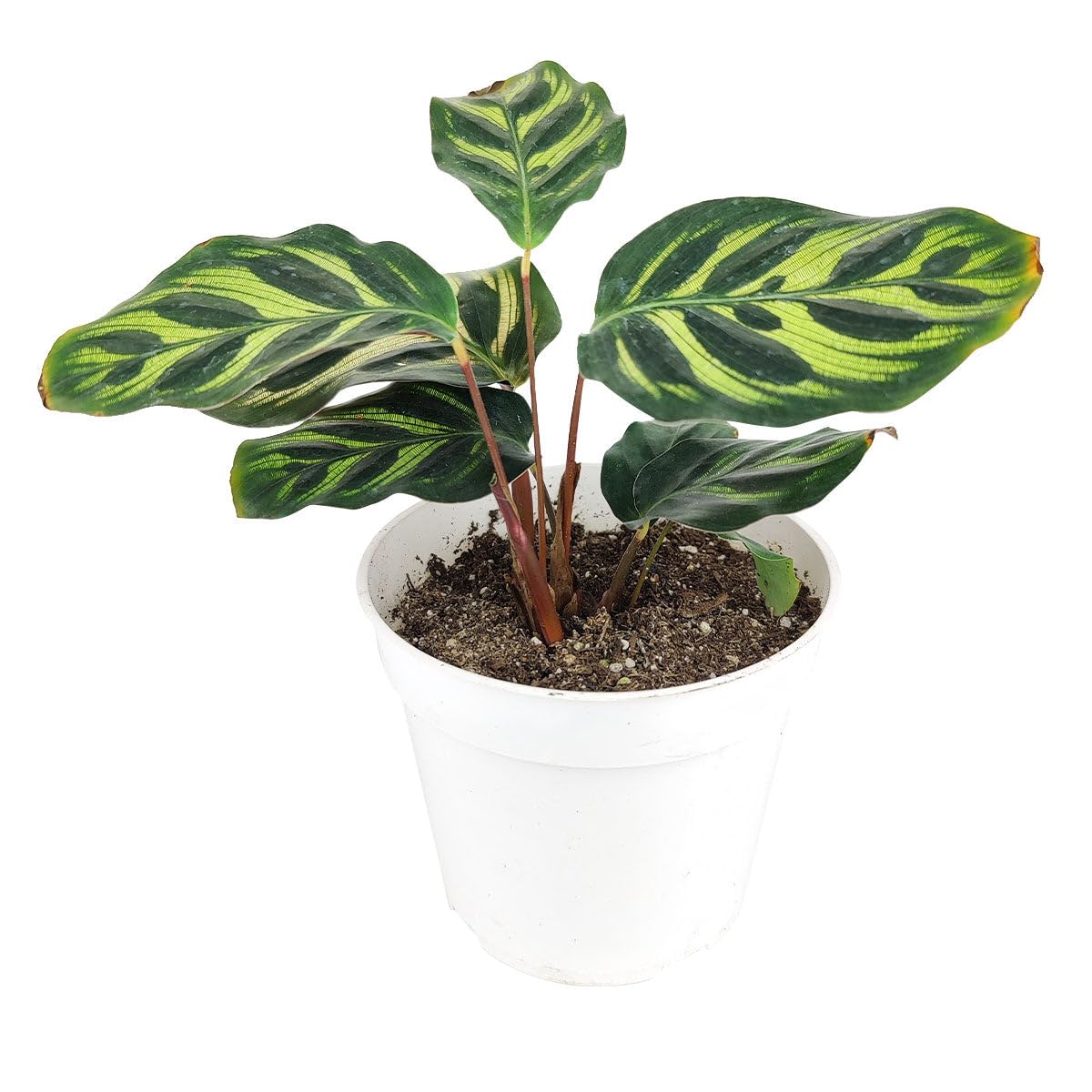 Calathea makoyana Peacock (4" Grower Pot) - Peacock Prayer Plant - Easy to Grow, Easy to Care Houseplant for Beginner - Live Healthy Colorful Foliage Houseplant for Home Office