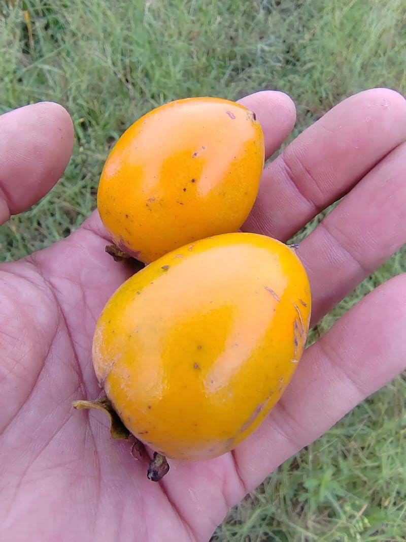 100 Pcs Persimmon Tree Seeds. Japanese Persimmon Fruit Tree Seeds for Planting. Exotic Fuyu Persimmon Seeds, Non-GMO Diospyros Kaki Seeds for Home Gardening