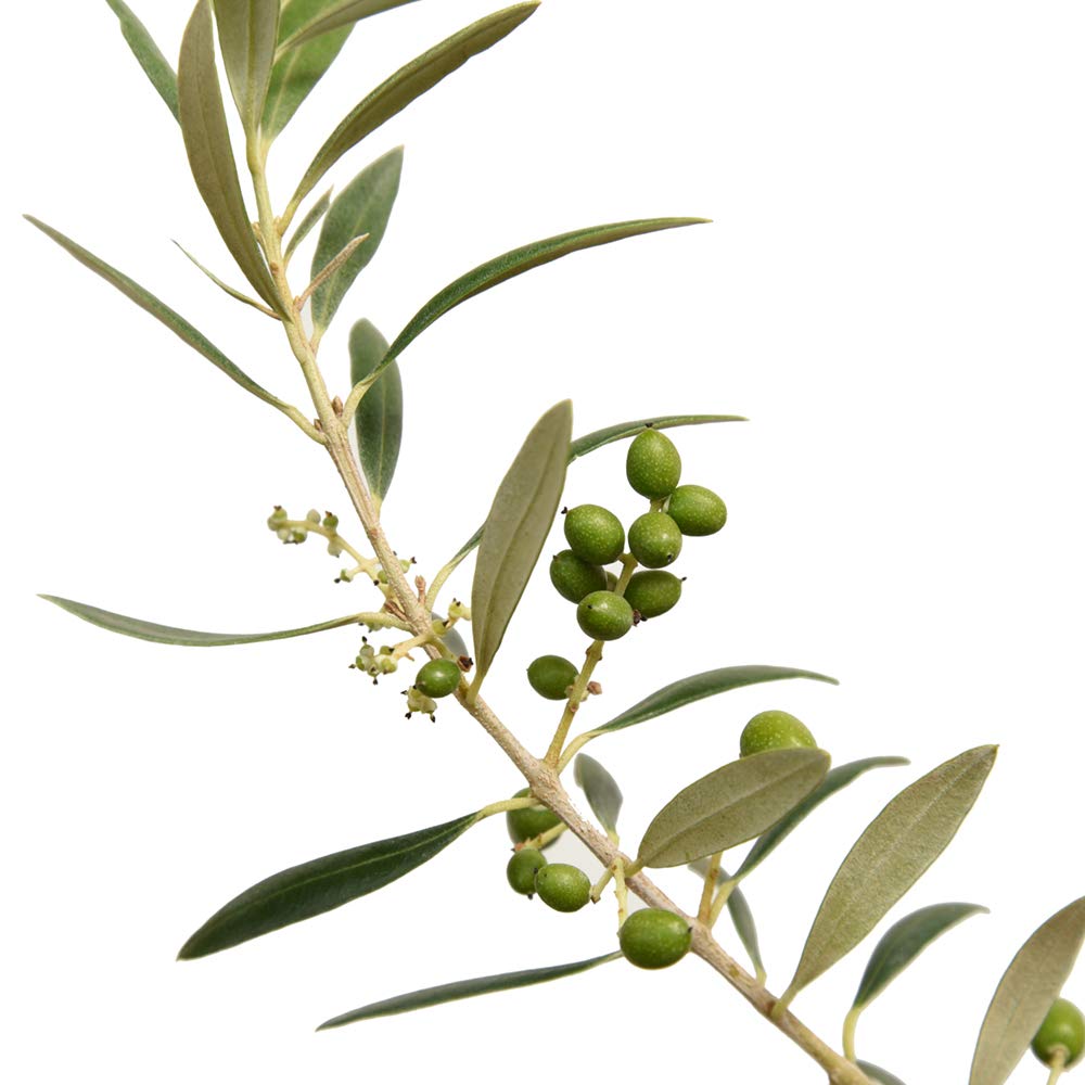Perfect Plants Arbequina Olive Live Plant, 2-3ft, Includes Care Guide