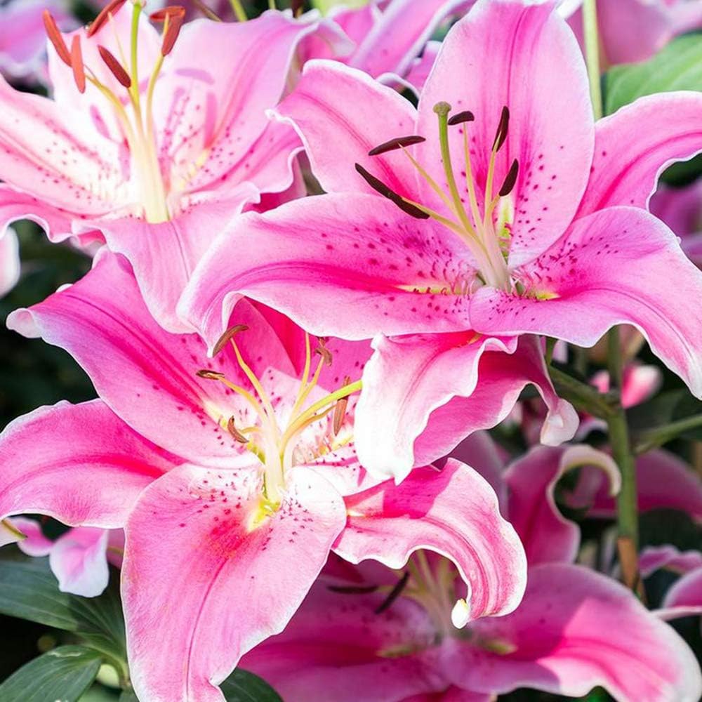 Great Deal! 6 Pack Flower Bulbs - Giant Stargazer Flower Lily Perennial Bulbs - Petals with Deep Fuchsia in The Middle Fading to Light Pink Trimmed in White