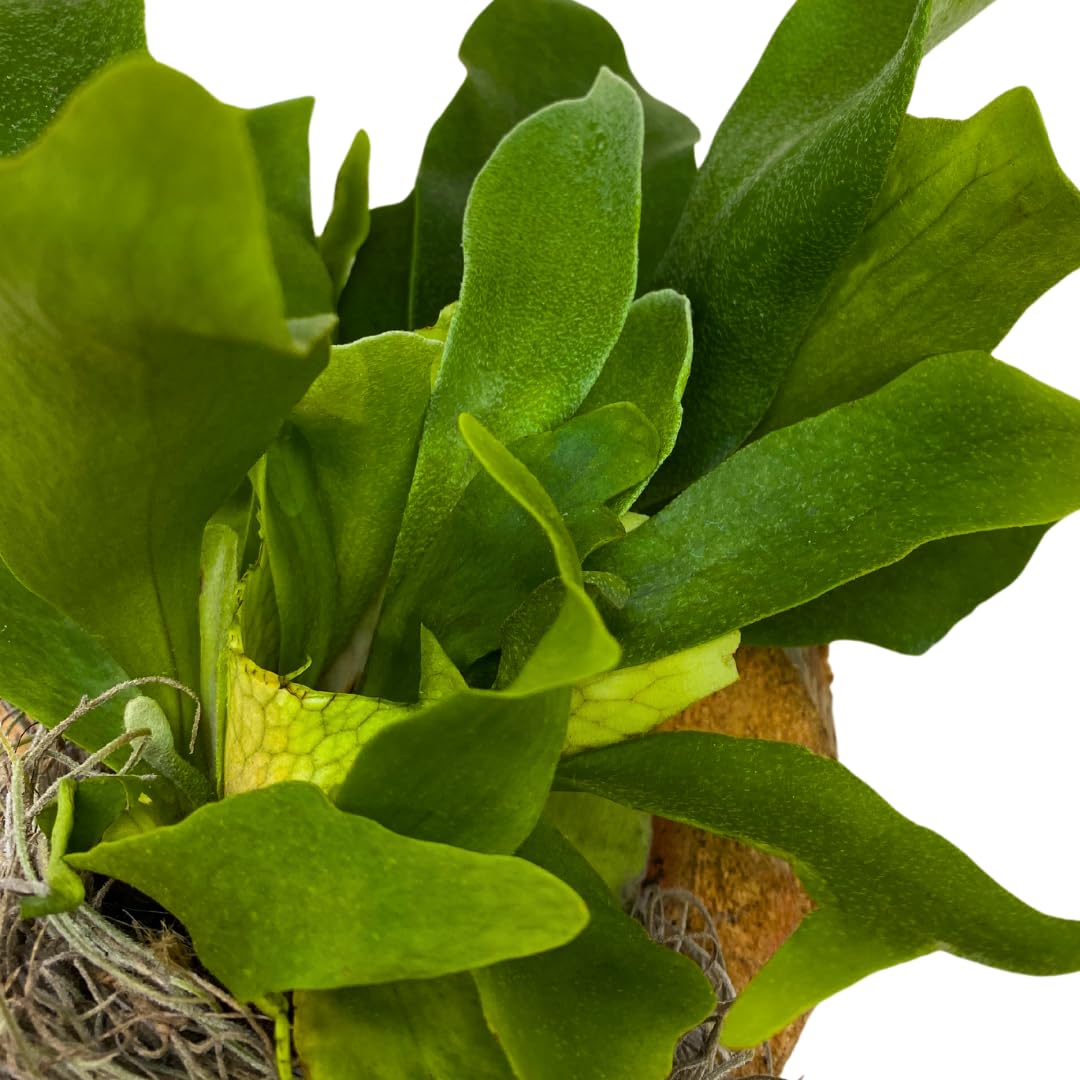 BubbleBlooms Staghorn Fern Plaque, Elkhorn Fern on Cedar Wood Sculpture, Mounted with Moss
