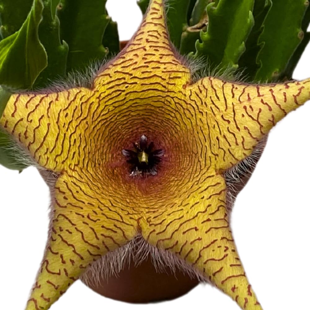 BubbleBlooms Stapelia gigantea, Giant Starfish Flower, Rare Huernia, Zulu Carrion Giant Plant, 4 inch Pot