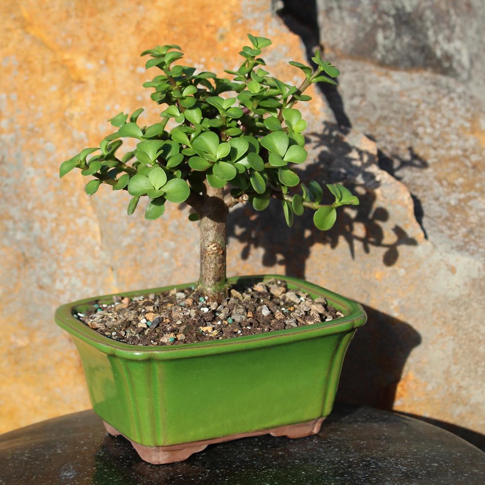 Brussel's Bonsai - Live Dwarf Jade Bonsai Tree in a Grower Bonsai Pot, Indoor Succulent Houseplant, 4 Years Old, 8-12 Inches Tall, Easy Care Plant for Home or Office (Medium, Green)