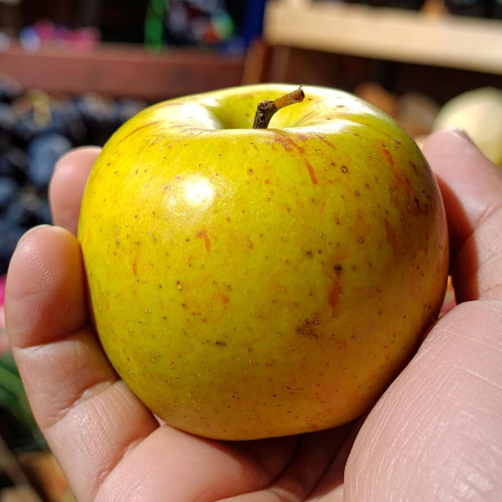 Apple Trees Live Plant, Golden Delicious Apple Tree in 3 Gallon Pot, Sweet Fruit Tree from 2 to 3 Feet Tall, Ready for Outdoor Garden, No Ship to CA
