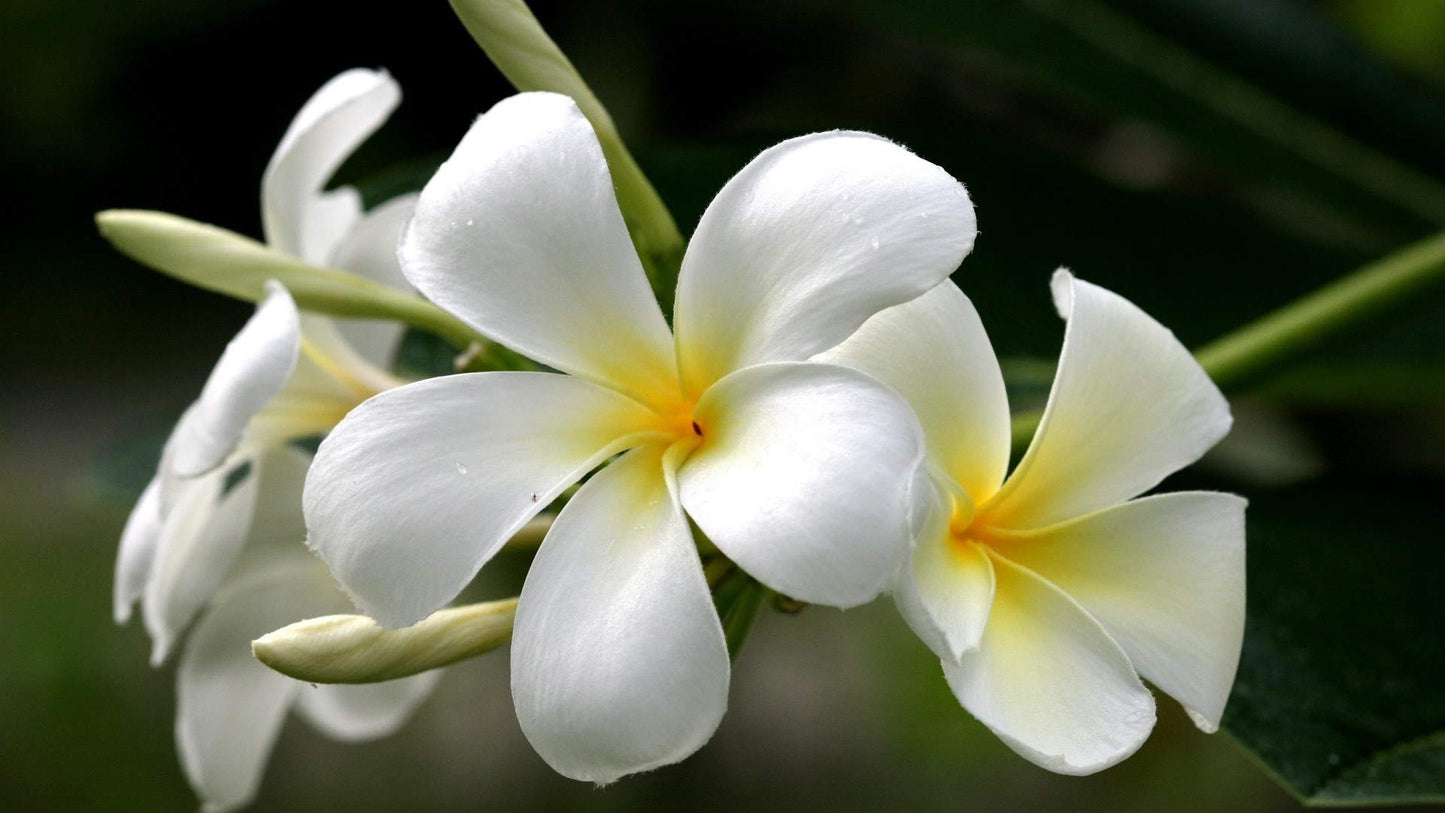 White Plumeria Live Plant - Easy Care Tropical Houseplant with Fragrant Flowers, Hawaiian Indoor Outdoor Plant Cutting for Home Garden
