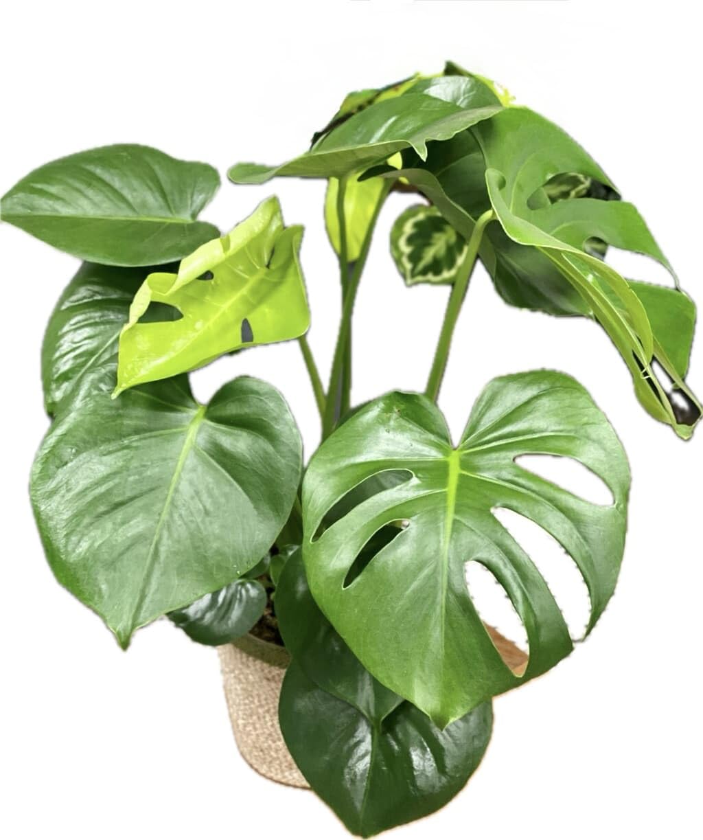 Live Plant - Monstera Adansonii, The Swiss Cheese Plant