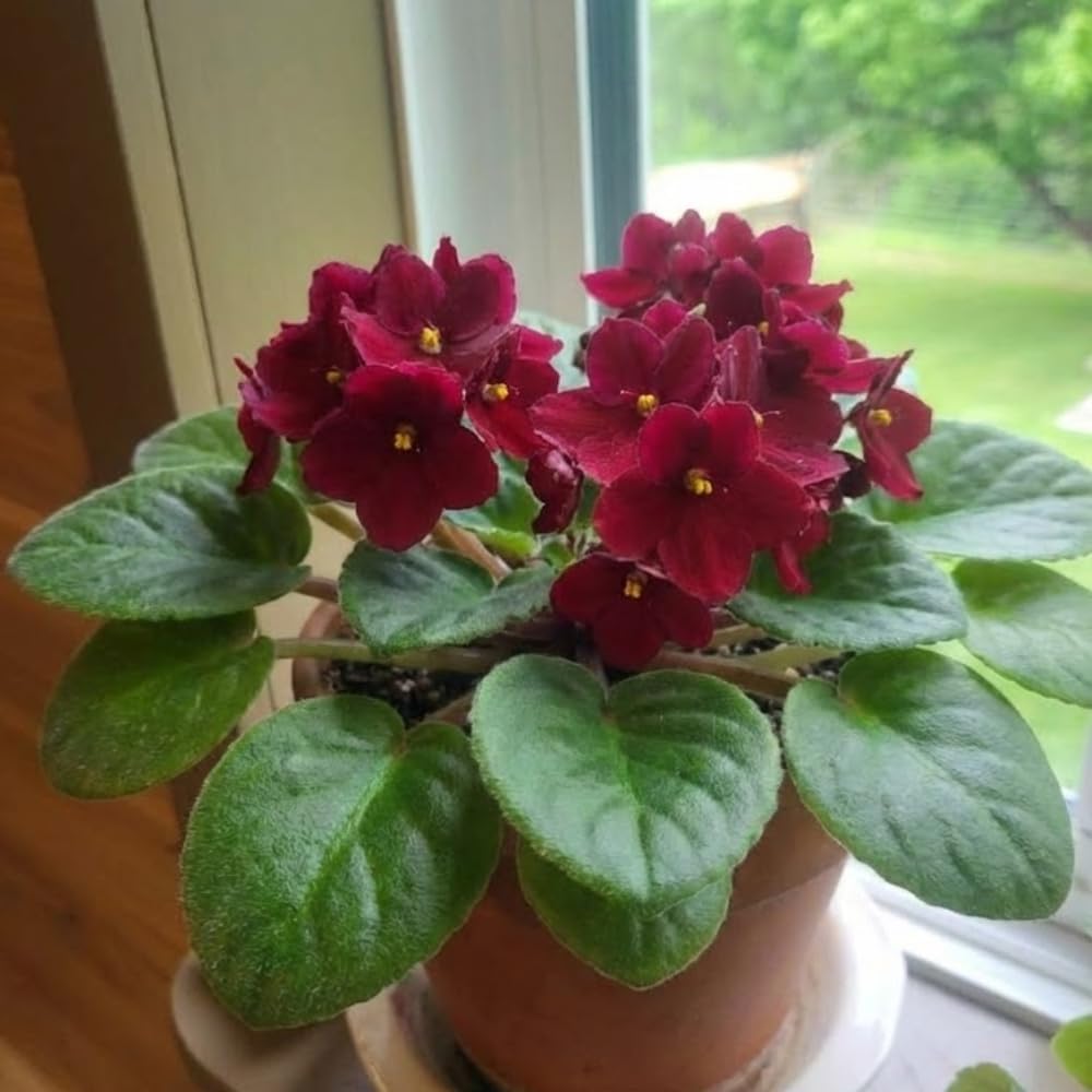 African Violet Live Plant Houseplant in 4" Pot, Blooming Indoor Plant for Home or Office with Vibrant Flowers (Red African Violet)