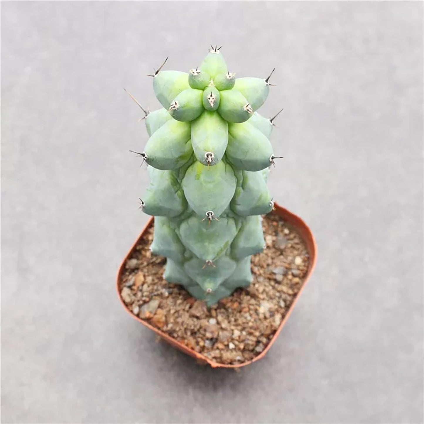 Boobie Cactus Live Plant - Myrtillocactus Geometrizans Fukurokuryuzinboku - 5-6 Inch Height, Unique Succulent Cactus for Indoor and Outdoor Home and Garden Decor, Low Maintenance and Drought-Tolerant