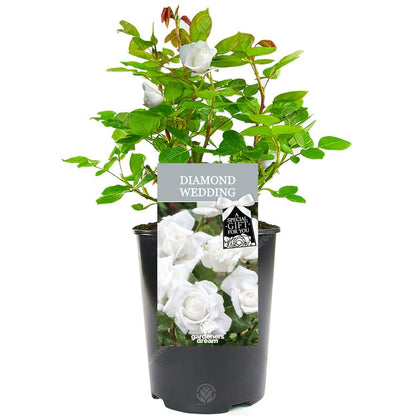 Diamond Wedding Rose - 60th Wedding Anniversary - Help Celebrate a Special Couple's Diamond Anniversary with a Unique Living Plant Gift
