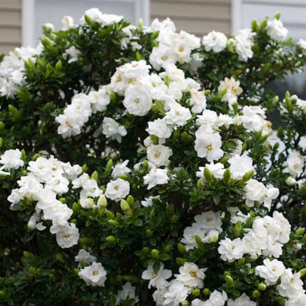 2 Jasmine Plants Live, Climbing Jasmine Flower Plant, Zone 4 to 11, 5 to 7 Inc in Height (Frost Proof Gardenia)