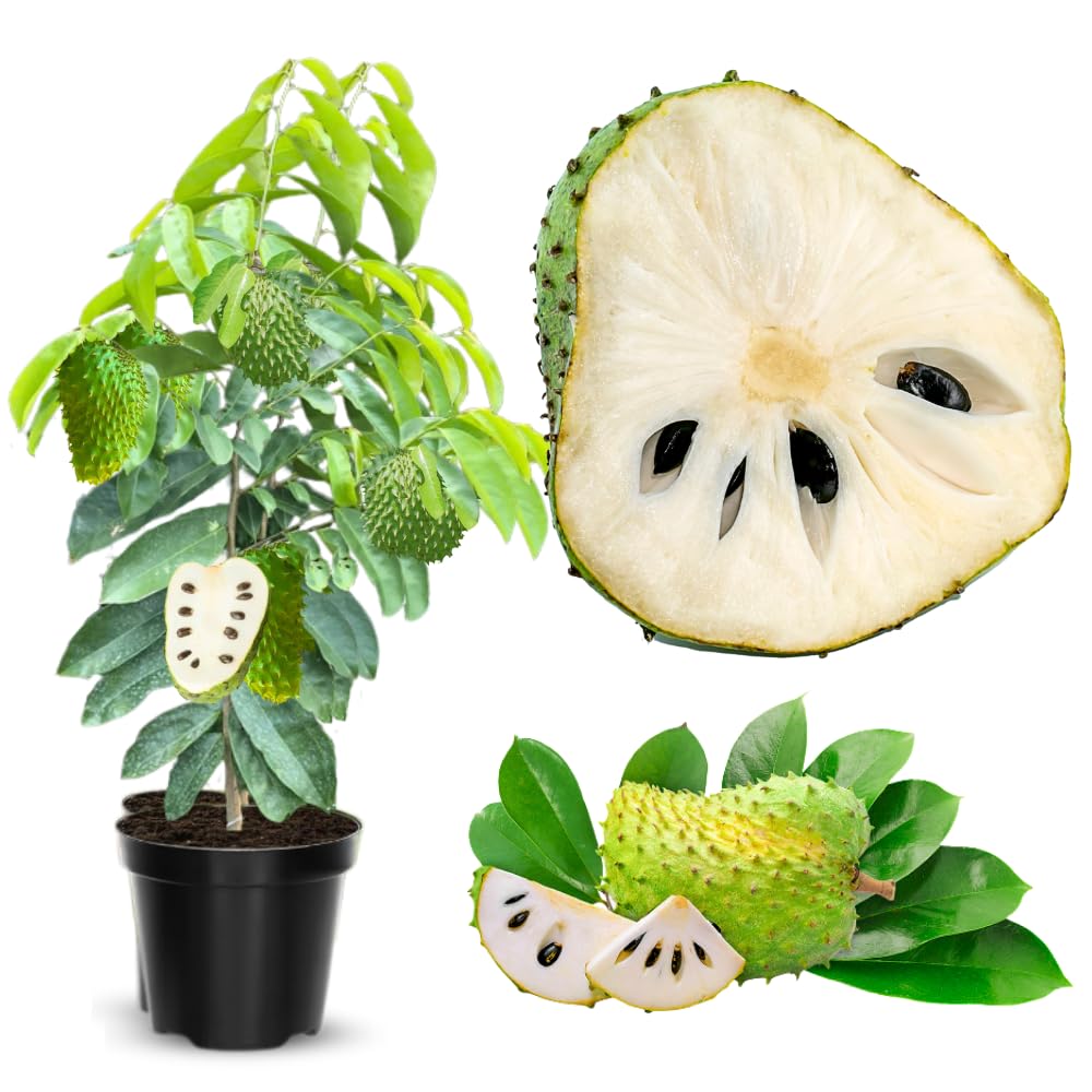 2 Years Old Soursop Tree Plant Live in 1 Gallon Pot, 2-3 Feet Soursop Trees Seedling Tropical Fruit, Sweet Annona Muricata Guanabana for Outdoor Planting, Can not Ship to California