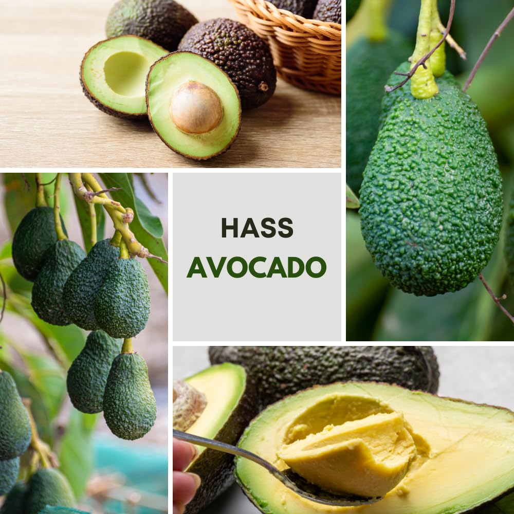 HASS Avocado Tree, Avocado Trees Live Plants in 3 Gallon Pot, Fruit Bearing Plant for Outdoor Garden, 1-2 Feet Tall, No CA