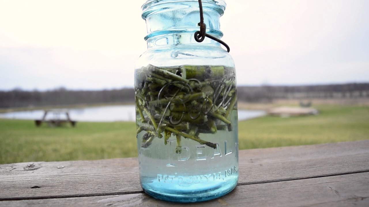 50 Thin Hybrid Willow Tree Cuttings | 1/4 inch or Smaller. 50 Thin Cuttings, Twigs