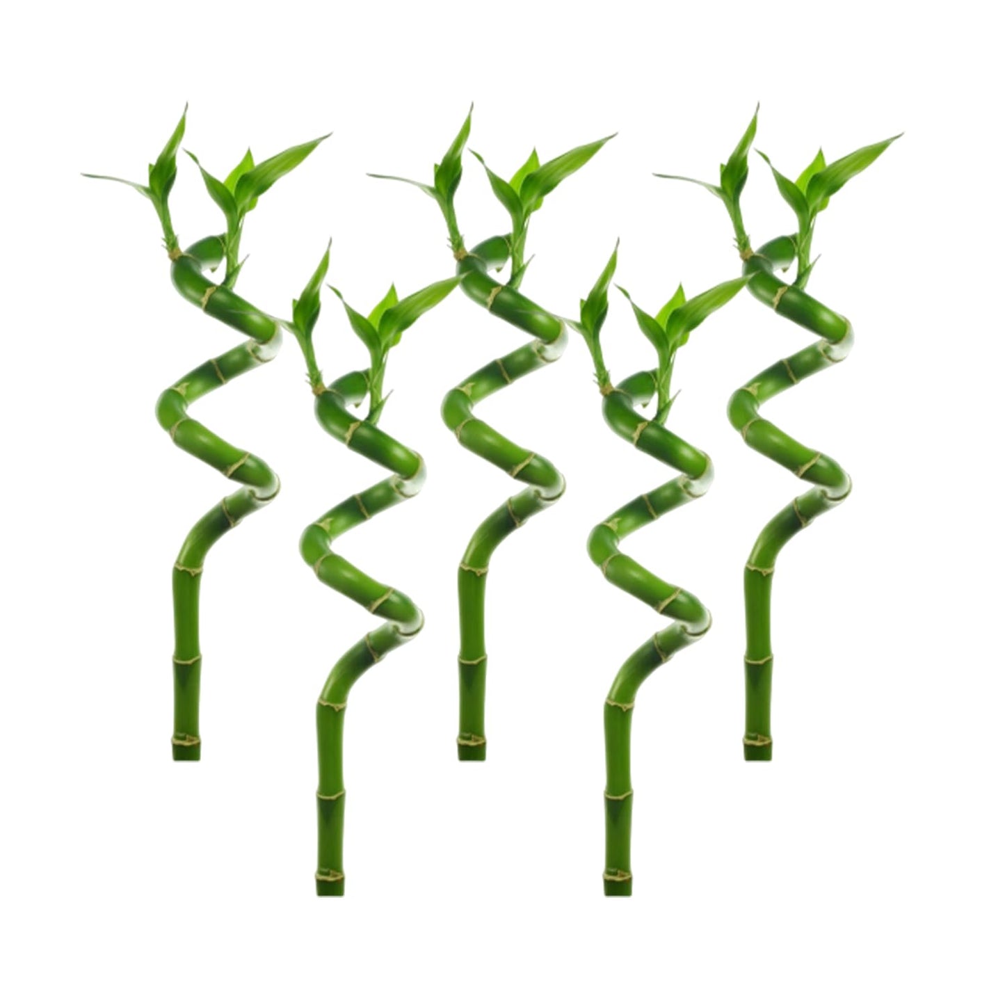Canton Aquatics Lucky Bamboo 5 Pack - 8 Inches Tall Bamboo Plant, Real Plants Indoor Decor, Perfect Small Plant for Home and Office, Live Bambu, Easy to Grow Dracaena Sanderiana