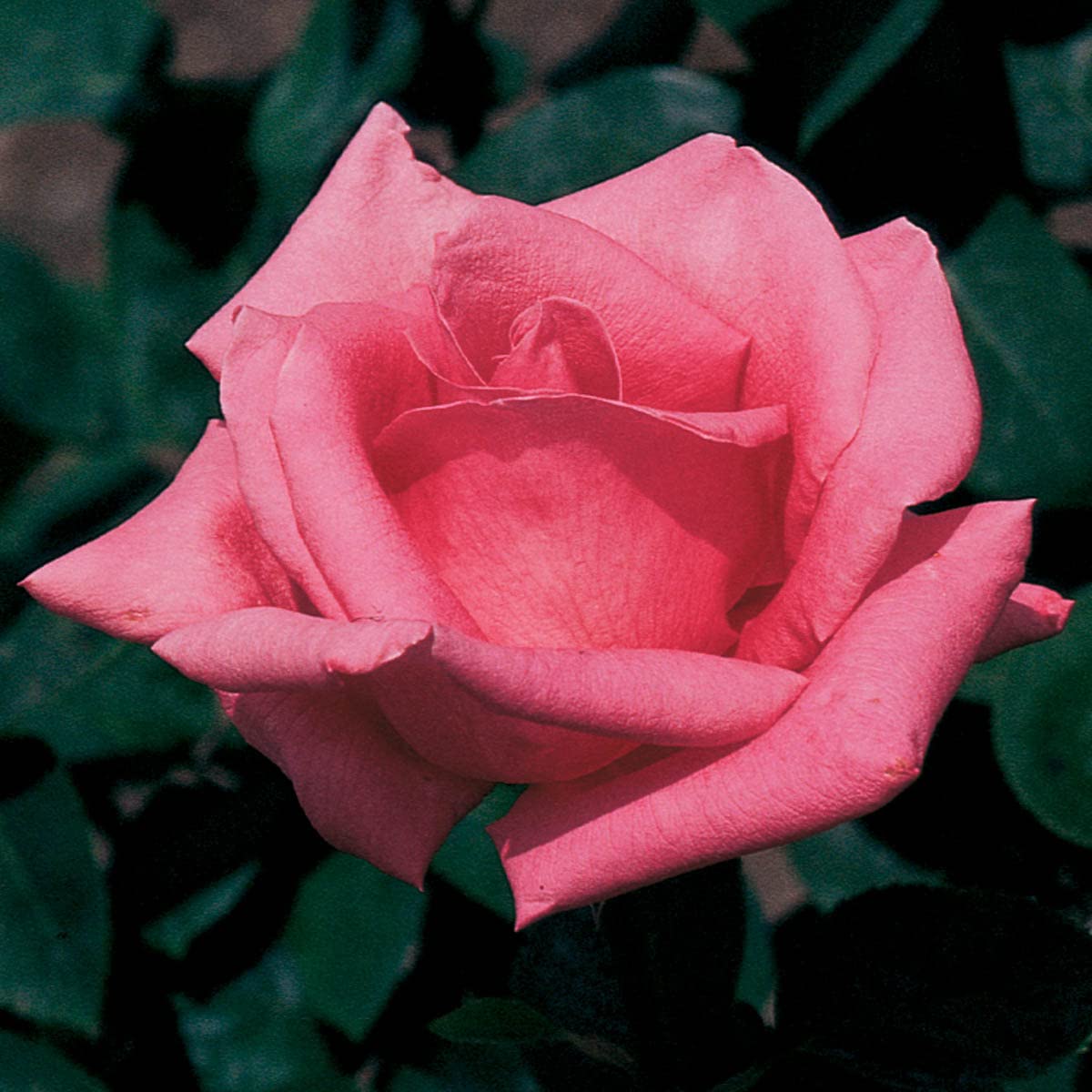 BRECK'S - Perfume Delight Dormant Bare Root Hybrid Tea Rose, Includes one Plant per Order