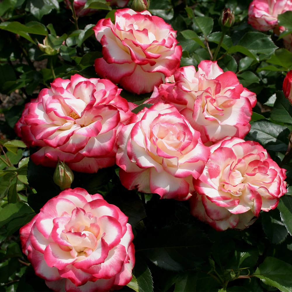 Heirloom Roses Rose Bush Live - Cherry Parfait™ Live Grandiflora Rose Plant for Outdoor Planting