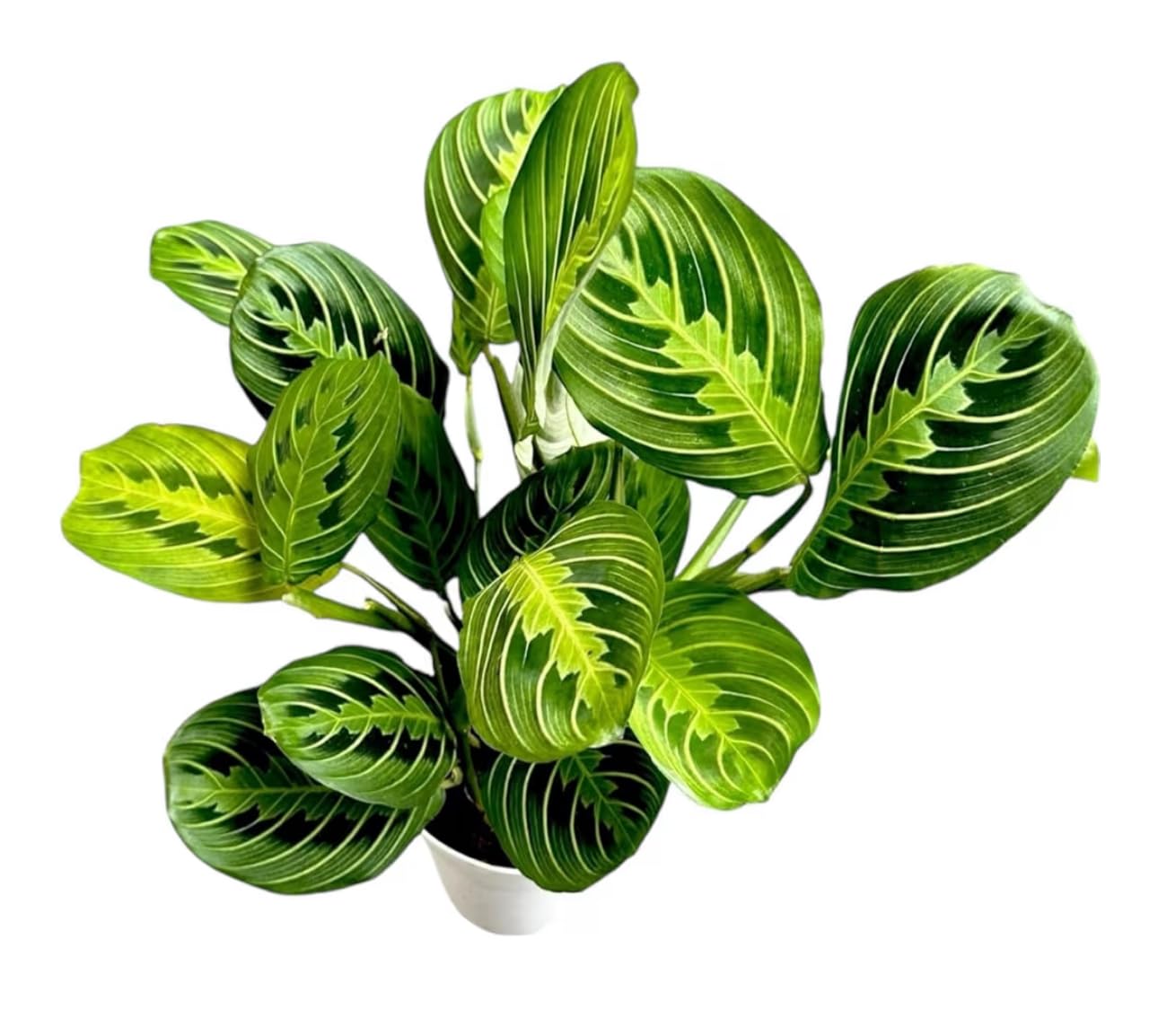 Live Plant, Lemon Lime Maranta Prayer Plant, Pet Friendly, Air Purifying, Easy Care, 12-16 inch Tall, Easy to Grow Rare Indoor Plant, Houseplant, 4 inch Pot by Hopewind Plants Shop