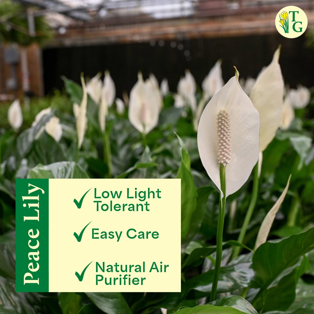 Thorsen's Greenhouse Live Peace Lily Plant, Spathyphylum, Low Light, Natural Air Purifier Live Indoor Plant, 4" Diameter Pot (Gold, 4-inch Pot)