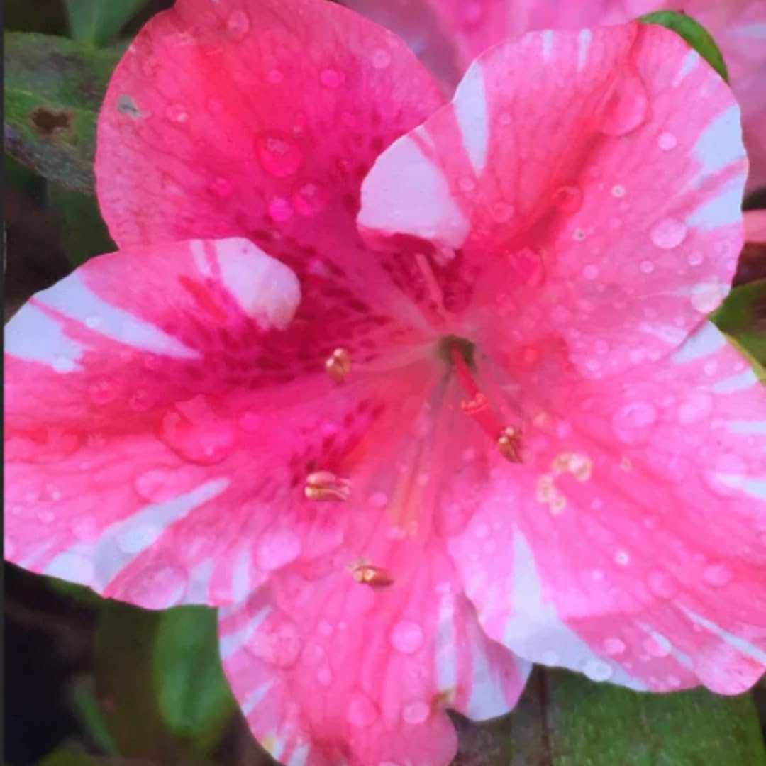 Live Dogwood Bicolor Azalea Plant, Cold Hardy Azalea Plant, Reblooming Flowering Azalea Shrub, Rhododendron Like, Azalea Bush for Outdoor Gardening