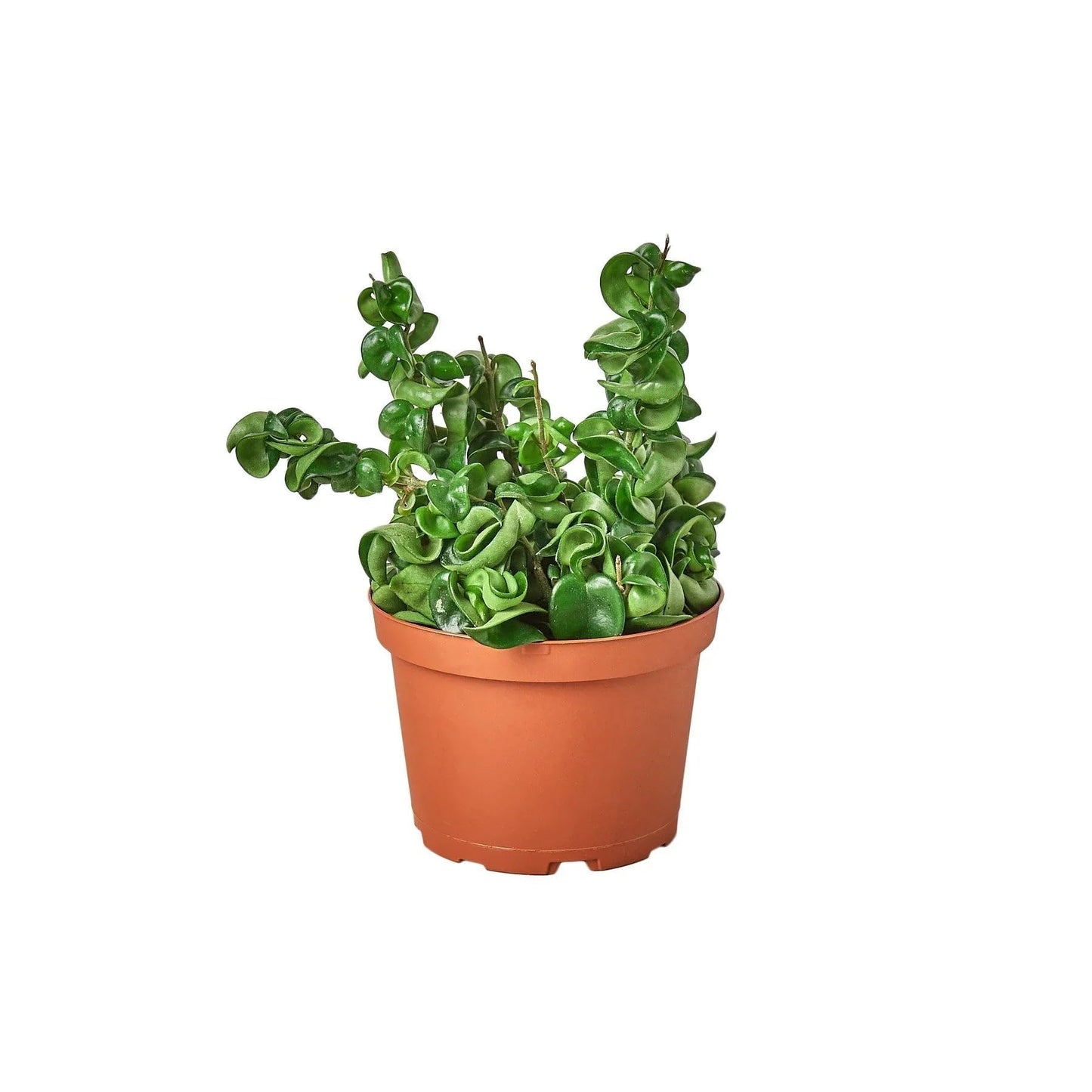 Hoya Rope Plant | Live Plant for Indoor & Outdoor | for Living Room, Office, Bathroom | (4" Pot, White Cylinder)