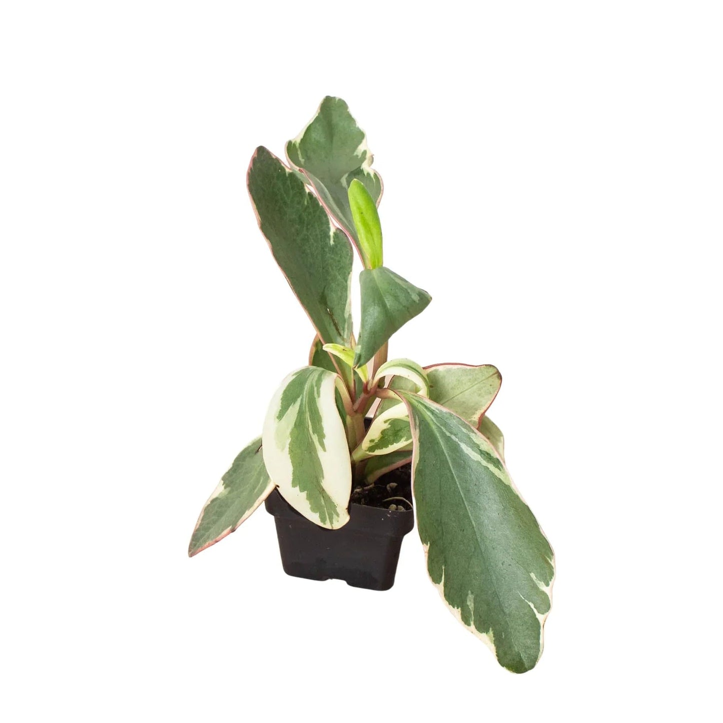 Peperomia 'Ginny' | Live Plant for Indoor & Outdoor | for Living Room, Office, Bathroom | (3" Pot)