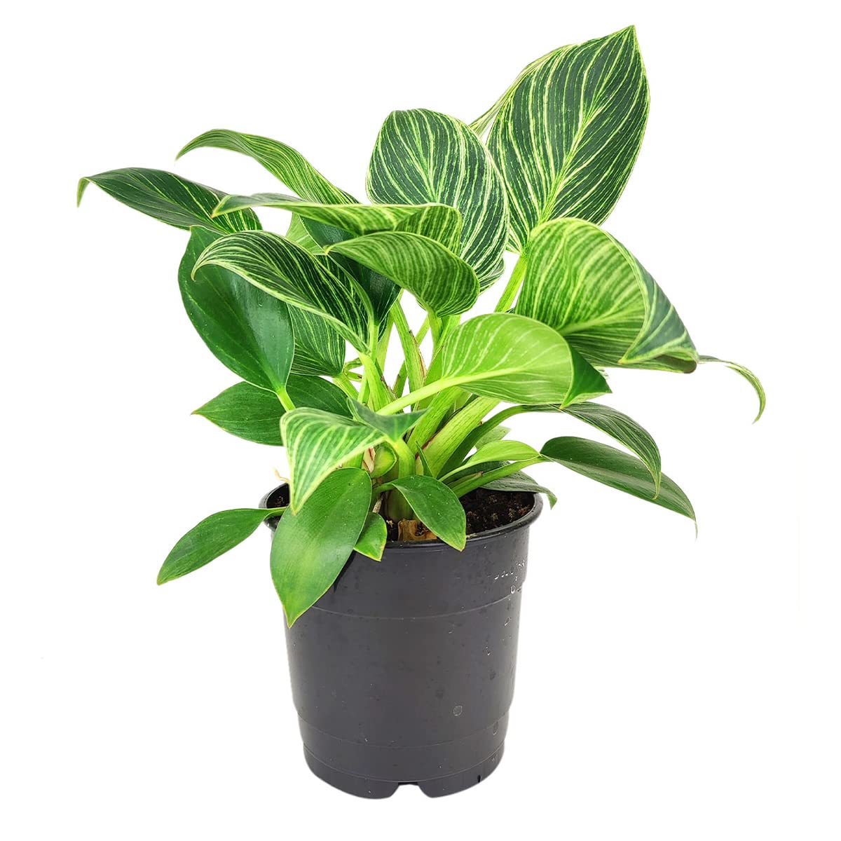 Philodendron Birkin (4" Grower Pot) - Rare Variegated Houseplant - Easy to Grow, Easy to Care Low Light Houseplants - Colorful Foliage Air-Purifying Plant
