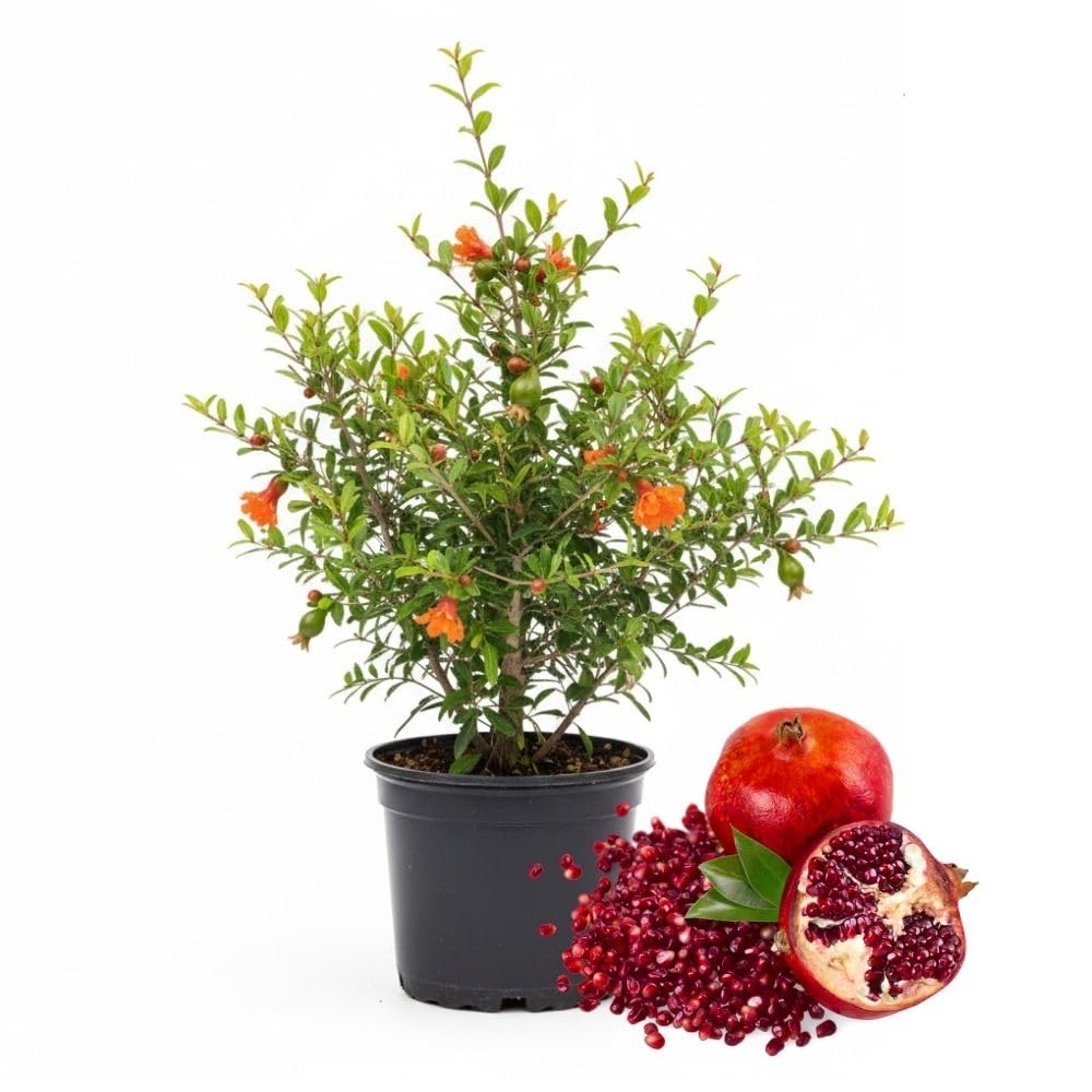 Live Sweet Pomegranate Plant, Red Pomegranate Plants Live Tree 8 to 10 Inches Tall, Pomegranates Fruit Tree, Well Rooted, 4 Inches Pot Plants
