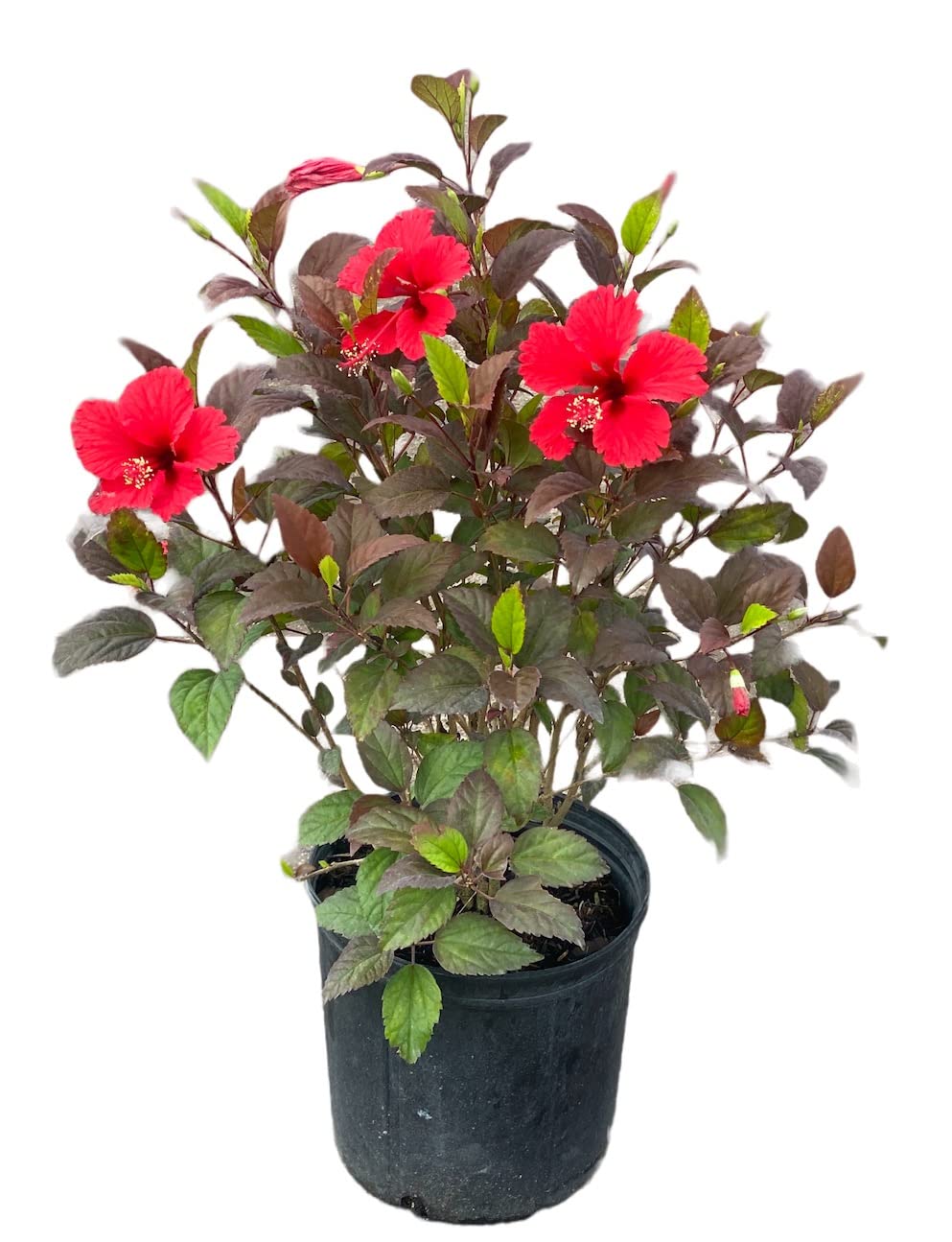 American Plant Exchange Hibiscus 'Red Hot' Plant – Live Flowering Bush, 10-Inch Pot, Tropical Variegated Red Blooms for Garden Beds, Patios, and Outdoor Landscapes