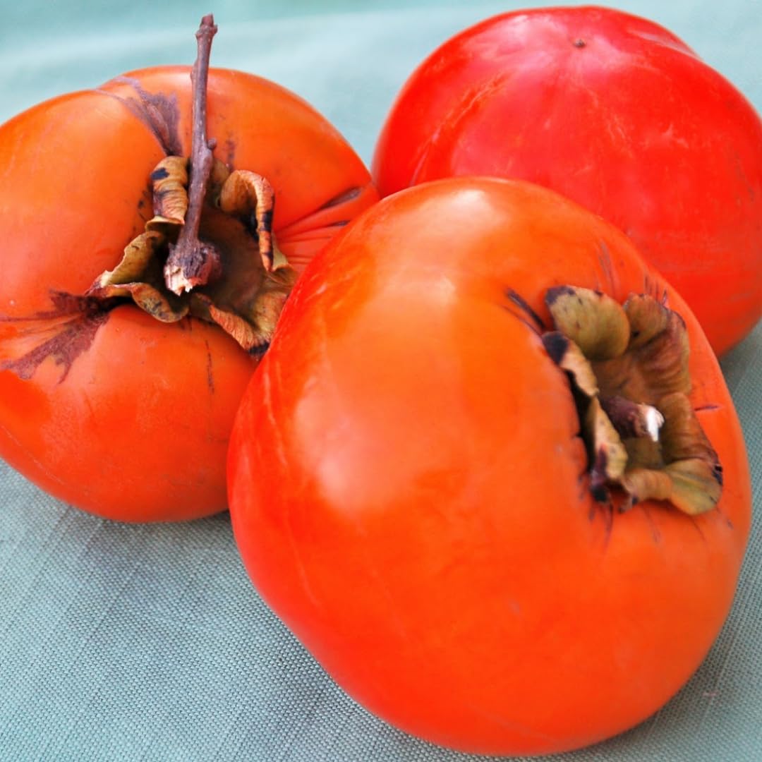 American Persimmon Tree Live Plant for Outdoor Planting, 1 Year Old Well Rooted, Winter Hardy, Zone 4-9