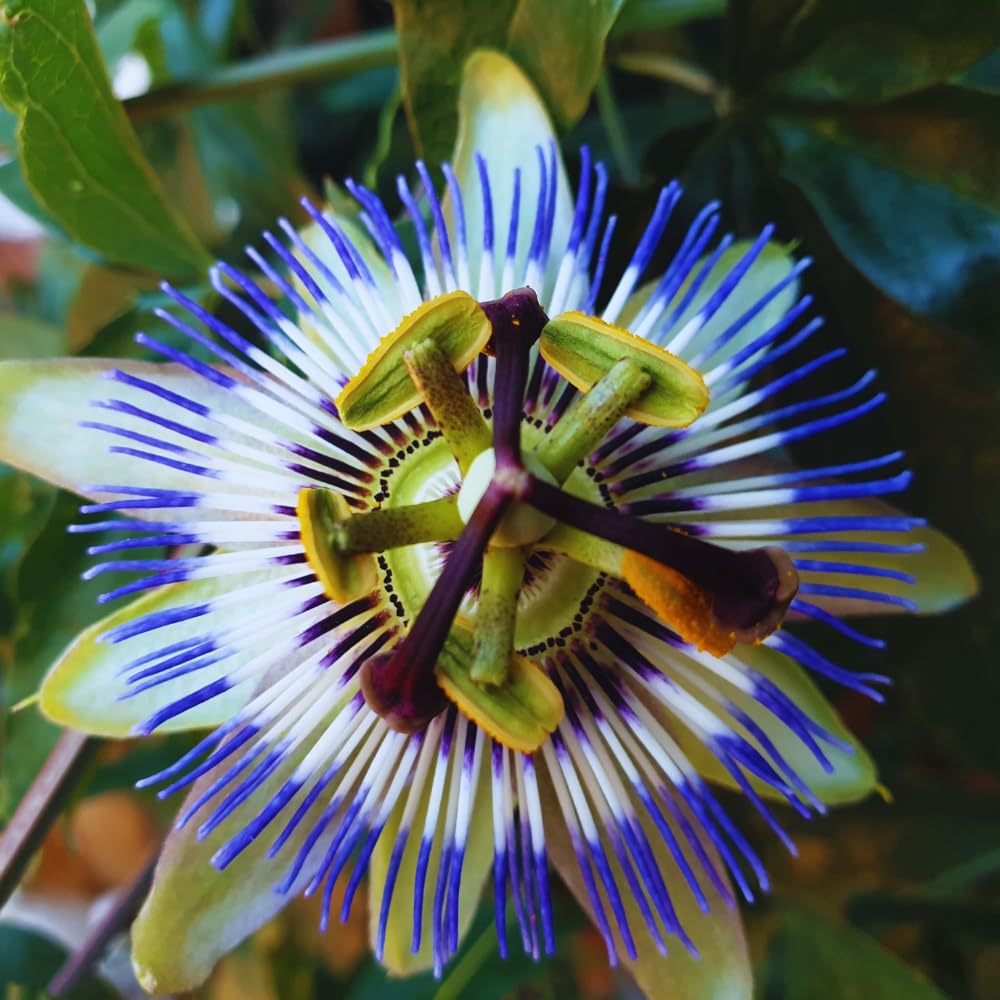 Blue Passion Flower Plant Live, 3 Inc Pot, Passiflora Flowering Vine Live Plant, Easy to Plant