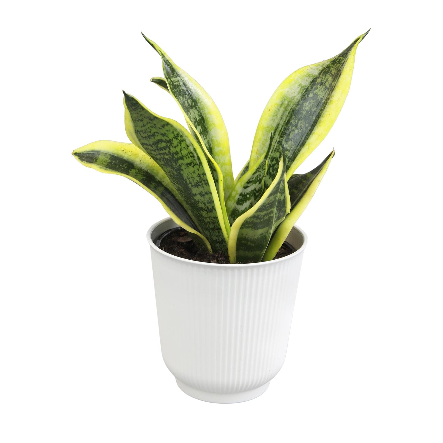 Altman Plants Sansevieria Superba Snake Plants (Approx. 8" Tall) in White Plant Pot, Variegated Snake Plant Decor, Easy Plant Gift & Desk Plant, Live Snake Plant Live Indoor with Pot, Air Purifying