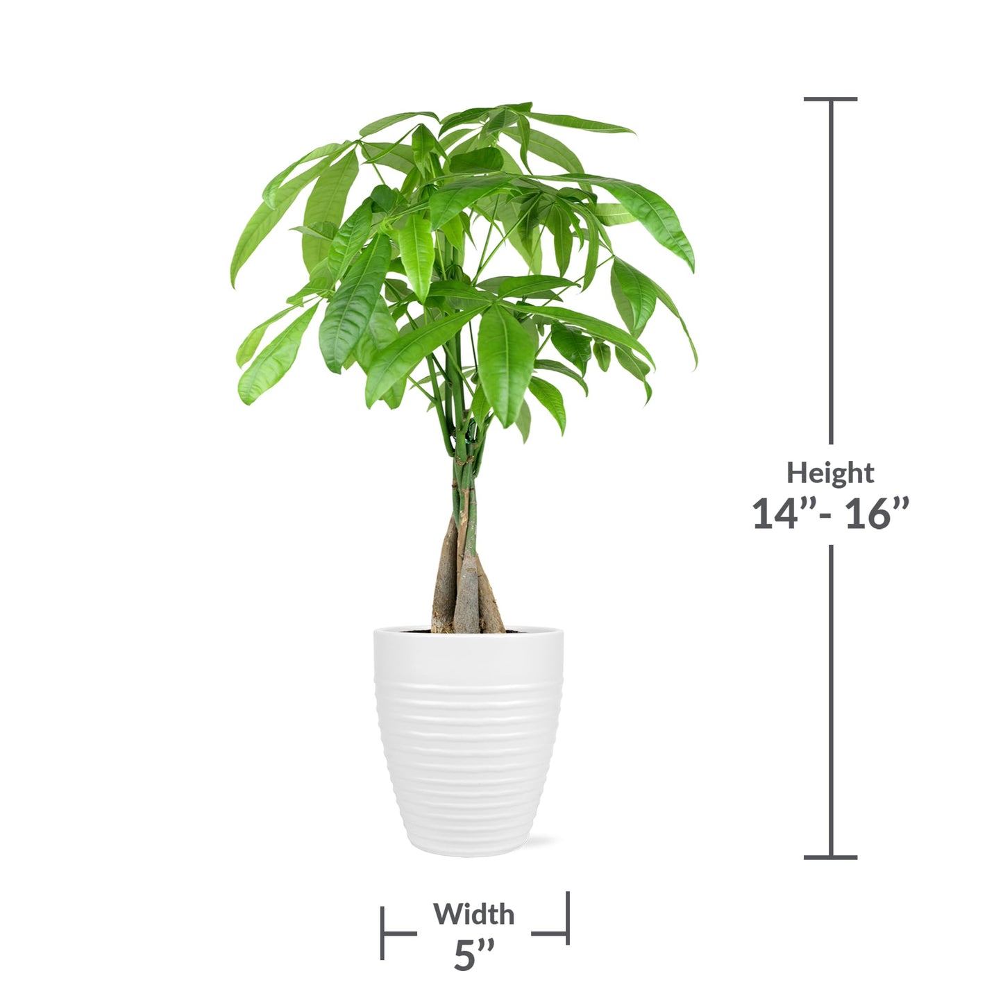 Green Circle Growers 5" Money Tree in White Floramx Pot, Live Indoor Plants, House Plant
