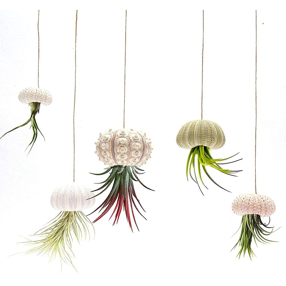 shenruifa 5PCS Air Plants Holder, Mini Sea Urchin Shell Hanging Pot Decorative Cute Succulent Display Container with Rustic Ropes for Home Garden Wall Decor