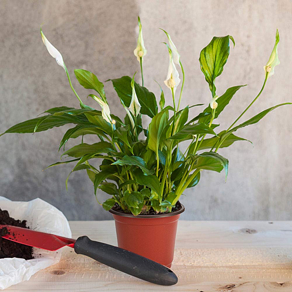 JERIA 100-Pack 4 Inch Plastic Plant Nursery Pots Come with 100 Pcs Plant Labels, Seedling Flower Plant Container and Seed Starting Pots