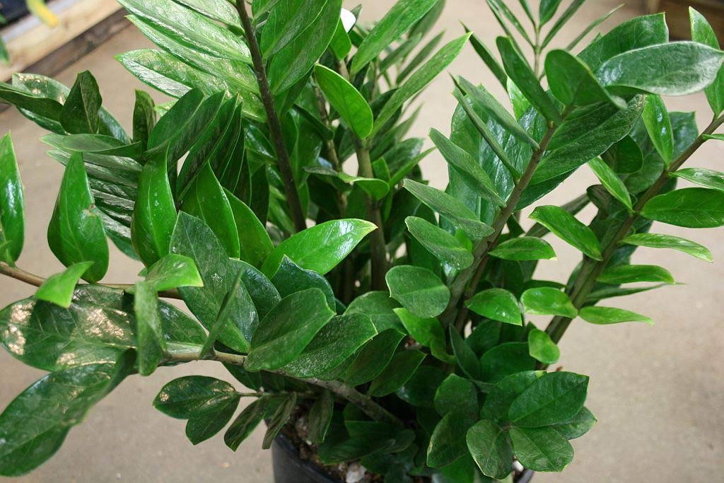 ZZ Plant - Live Plant in a 6 Inch Pot - Zamioculcas Zamiifolia - Beautiful Easy to Grow Air Purifying Indoor Plant
