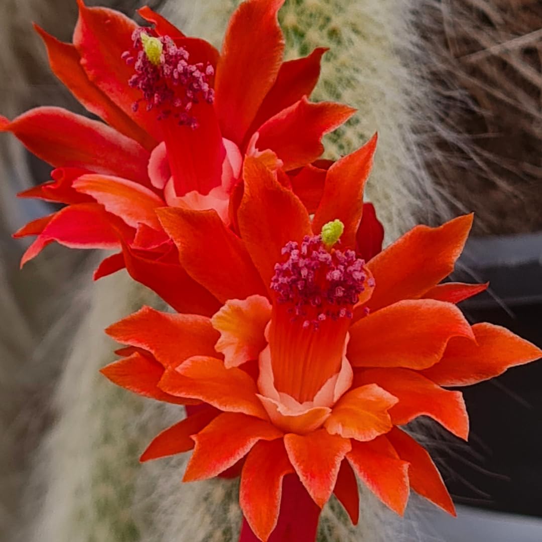 Trailing Monkey Tail Cactus Plant Live for House Plant, Live Succulents Plant for Planting Indoor Oudoor, 6 to 8 Inches Tall, No Pot