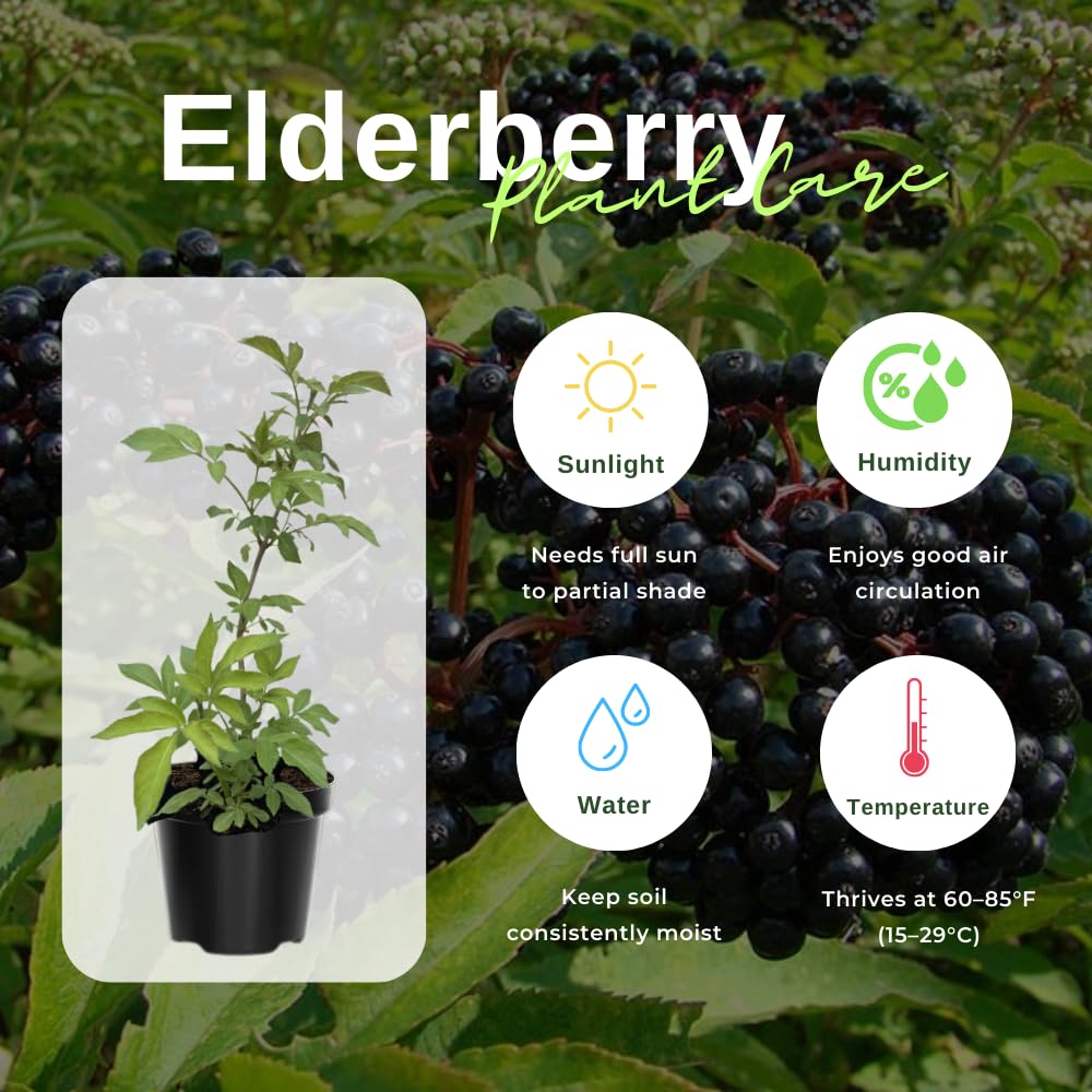 Black Elderberry Tree Live Plant, Hardy Berry Producing Shrub, Landscaping and Backyard Gardens, 4-7 Inches Tall