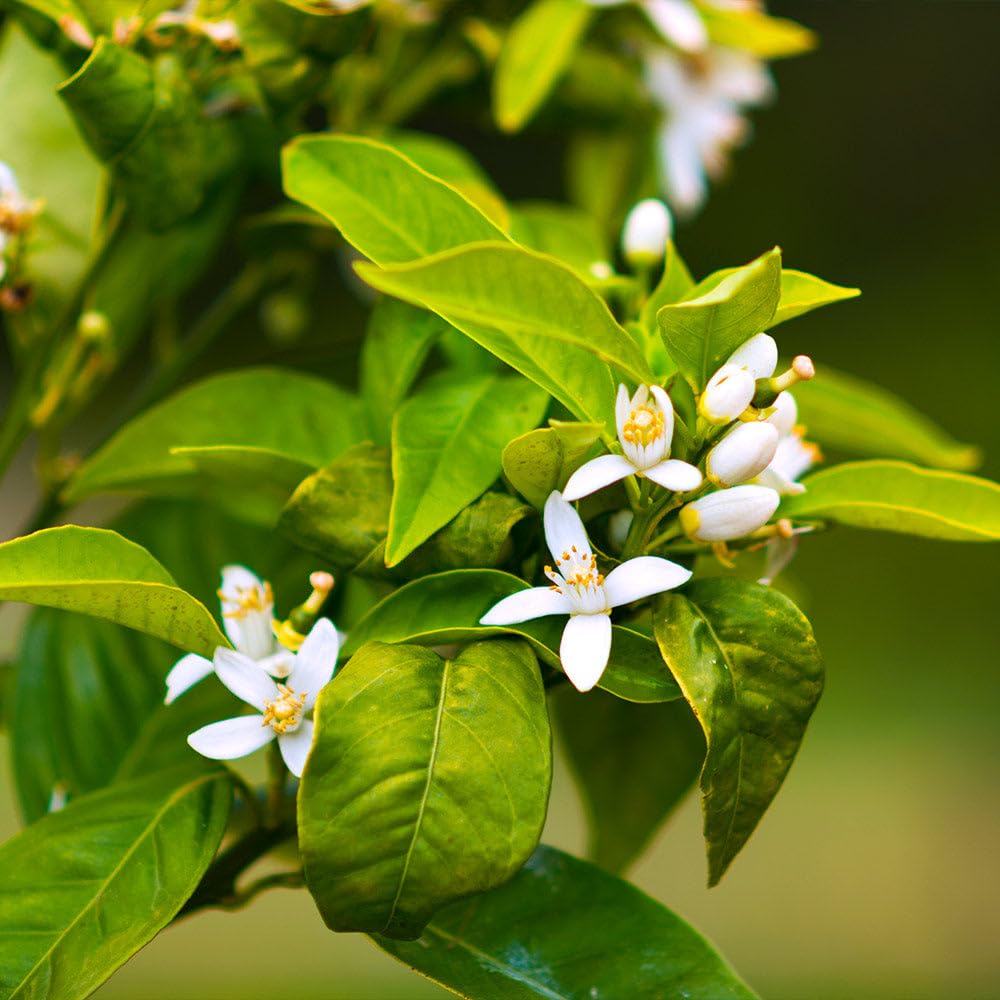 Brighter Blooms - Owari Satsuma Mandarin Tree, 1-2 ft. - No Shipping to AK, AL, AZ, CA, FL, GA, HI, LA, MS, OR, TX